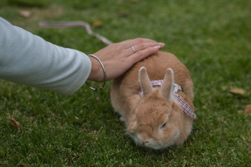 Close up female hand patting cute rabbit.