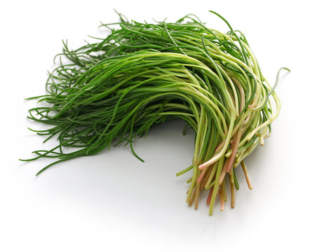 fresh agretti, italian vegetable isolated on white background