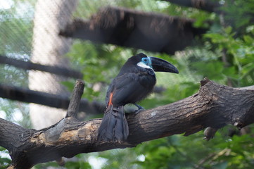 zoo