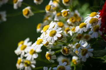 a bouquet of bright spring flowers of various types