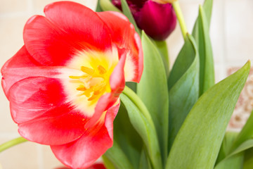 Naklejka premium red tulip on green background