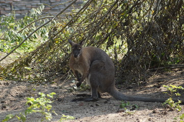 kangaroo