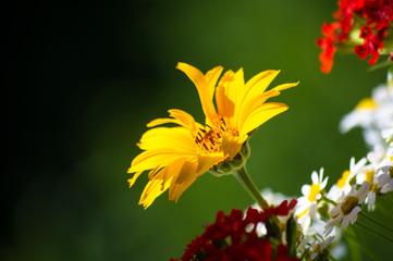 a bouquet of bright spring flowers of various types