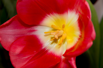 Obraz na płótnie Canvas red tulip on green background