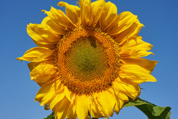 Naklejka premium Sunflower close-up against dark blue sky