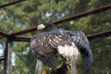 bird