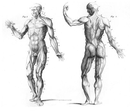 The Muscular SysTem of The Human Body