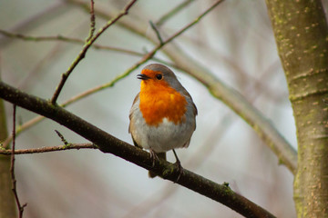 Robin