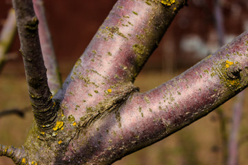 The trunk of the Plum tree. Beautiful purple, with yellow and green growths, interspersed. From it...