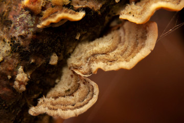 Fungi