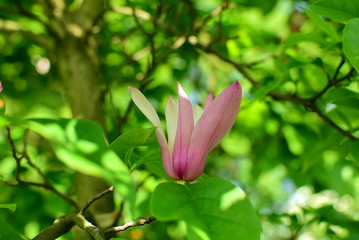 magnolia flower blooming in spring