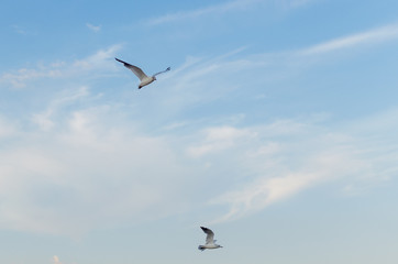 Seagull flying in the blue sky over the sea.