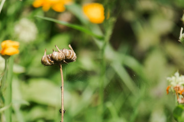 Calendula officinalis fruits