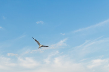 Seagull flying in the blue sky over the sea.