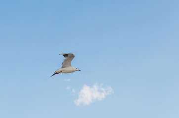 Seagull flying in the blue sky over the sea.