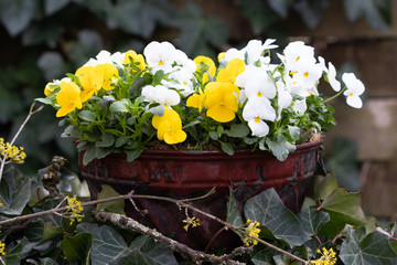 Hornveilchen in Gelb und weiß in alter Guglhupfform