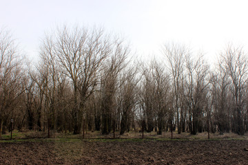 Plantation. Mulberry-trees without leaves, bare branches.Near plowed earth and a fence of metal...