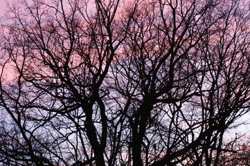 abendrot früling baum 