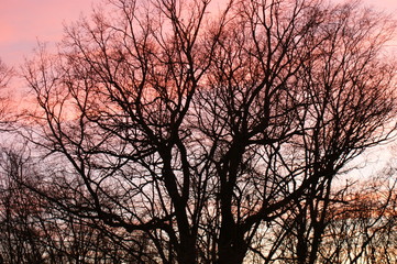 baum, himmel, baum, wald, natur, abendrot, herbst, blau, landschaft, silhouette, cloud, jahreszeit, sonne, erkältung, cloud, ast, holz, dark, anblick, ast, schnee, sonnenaufgang, frühling, sch