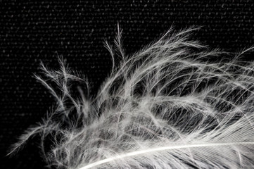 White down feather on black background, close up, macro