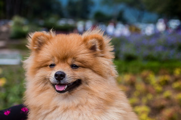 Young Pomeranian dog is smiling to camera