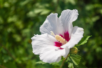 Bright Hibiscus flower blooming in the tropical garden, in soft focus on natural green bokeh background