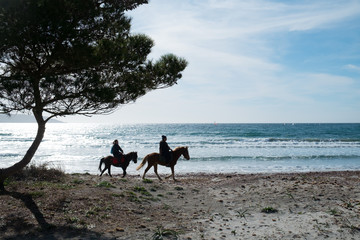 cavallli spiaggia porto pino sardegna