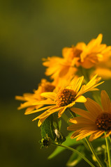 bouquet of bright yellow flowers Heliopsis helianthoides