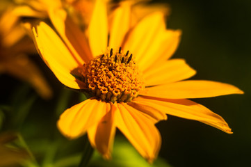 bouquet of bright yellow flowers Heliopsis helianthoides