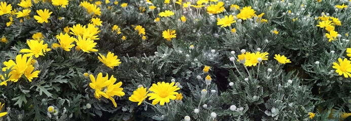 MARGHERITE GIALLE IN FIORE, YELLOW DAISIES IN FLOWER