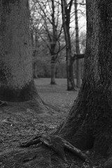 Quercus oak trees inside a park