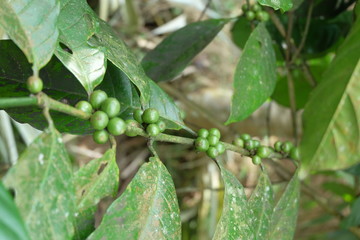 Green coffee beans growing on the branch