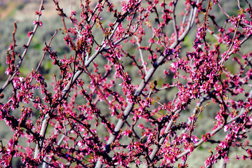 Almond purple tree