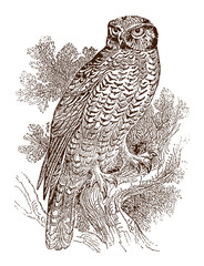 Northern hawk-owl, surnia ulula sitting on a branch and looking backwards. Illustration after an antique steel engraving from the early 19th century