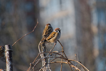 Sparrows sitting on a dry vine (Passer domesticus)