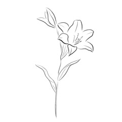 Fototapeta na wymiar lilia flower vector illustration