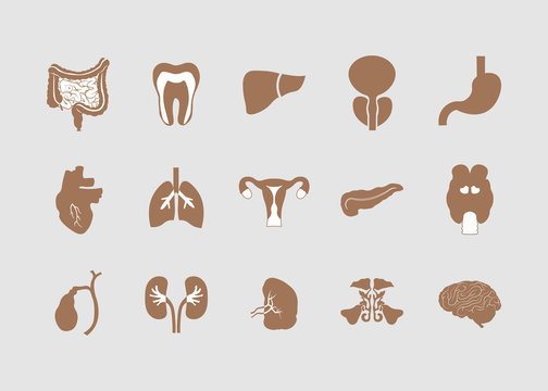 Flat icons of the human organs. Medical elements