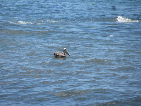 Venezuela. Caribbean sea. Pelican on the water