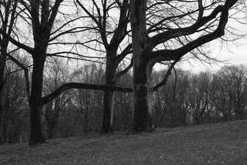 Trees and branches in greyscale