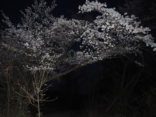 夜桜
