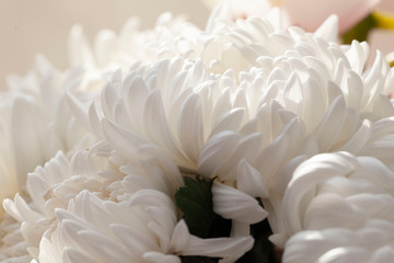 白い菊