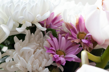 白とピンク色の菊