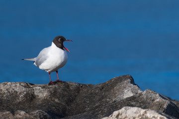 Black-headed Gull