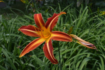 Plakat Close up of an orange red lily flower in full bloom in a garden during spring time with fresh green leaves in the background