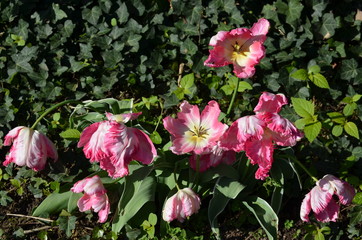 Group of white pink tulips in full bloom in a garden in a sunny spring day with green leaves in the background