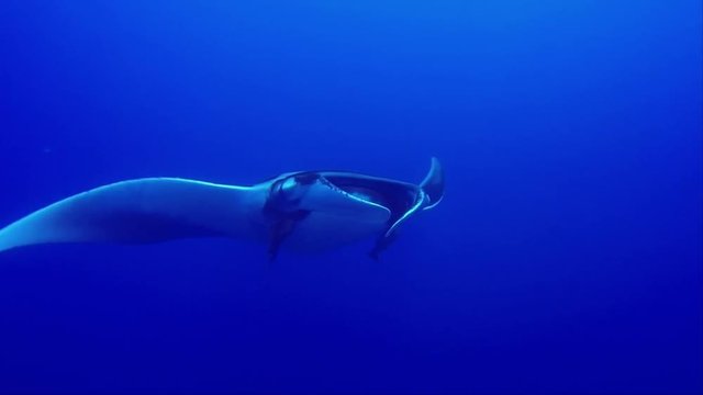 Giant Manta Swims By Very Close