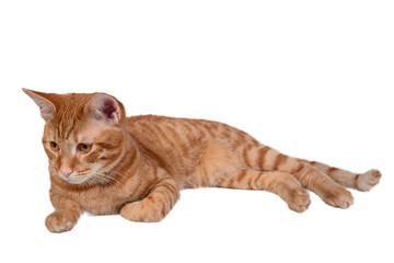 Ginger cat