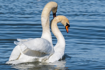 Swan mating