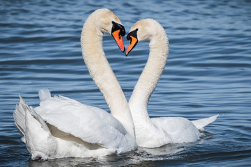 Swan mating