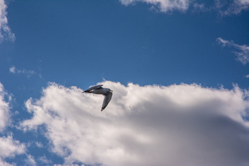 Seagull Flight